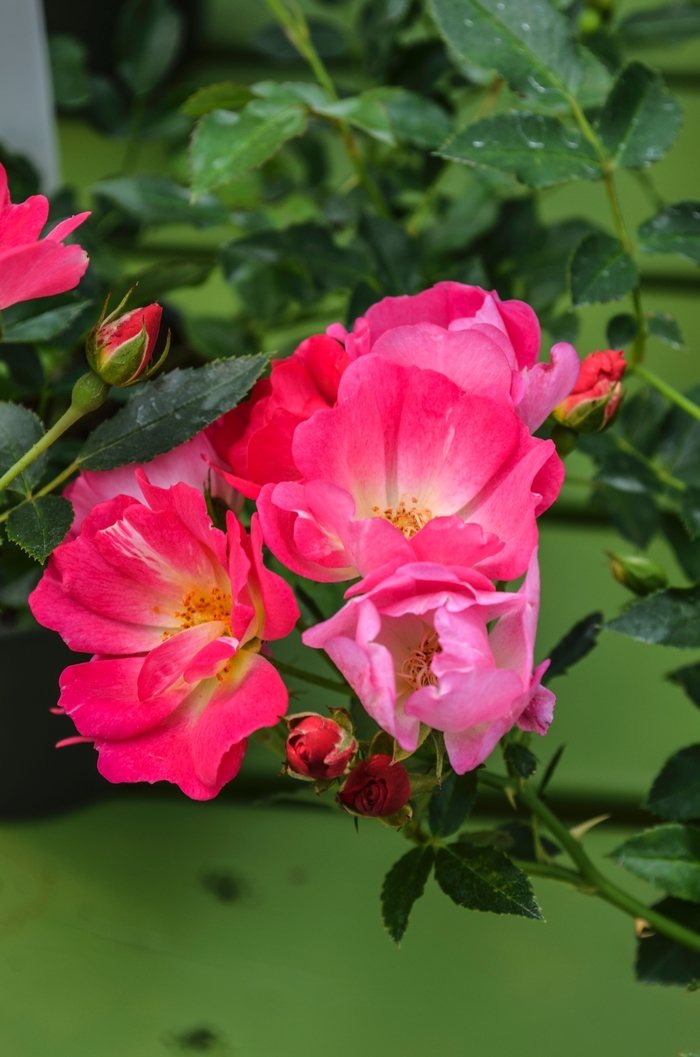 'Pink Drift®' Rose - Rosa 