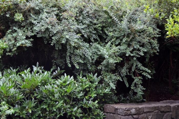 'Snowmound' Spirea - Spiraea nipponica