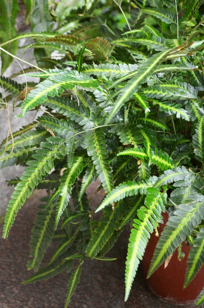 Variegated Indian Holly Fern - Arachniodes simplicior