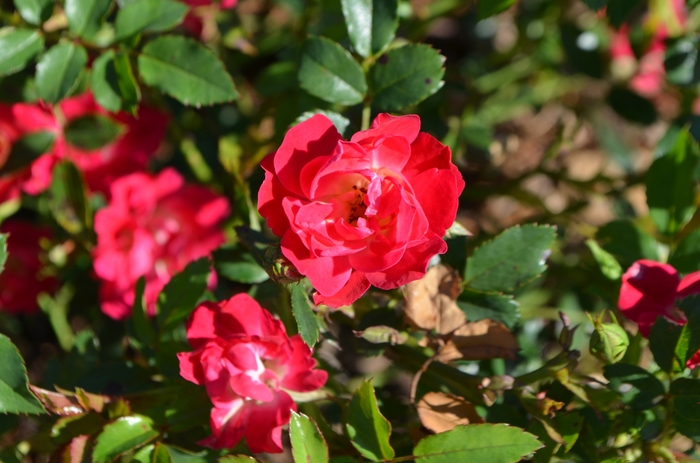 'Red Drift®' Rose - Rosa 