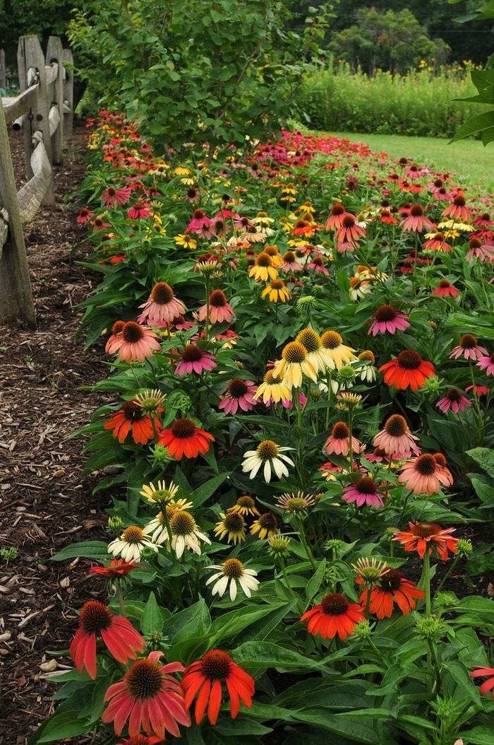 'Cheyenne Spirit' Coneflower - Echinacea 