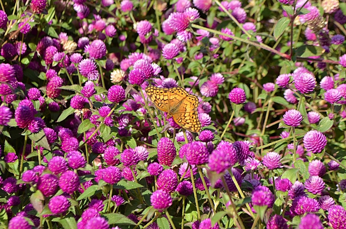 'Pinball Purple' Globe Amaranth - Gomphrena 