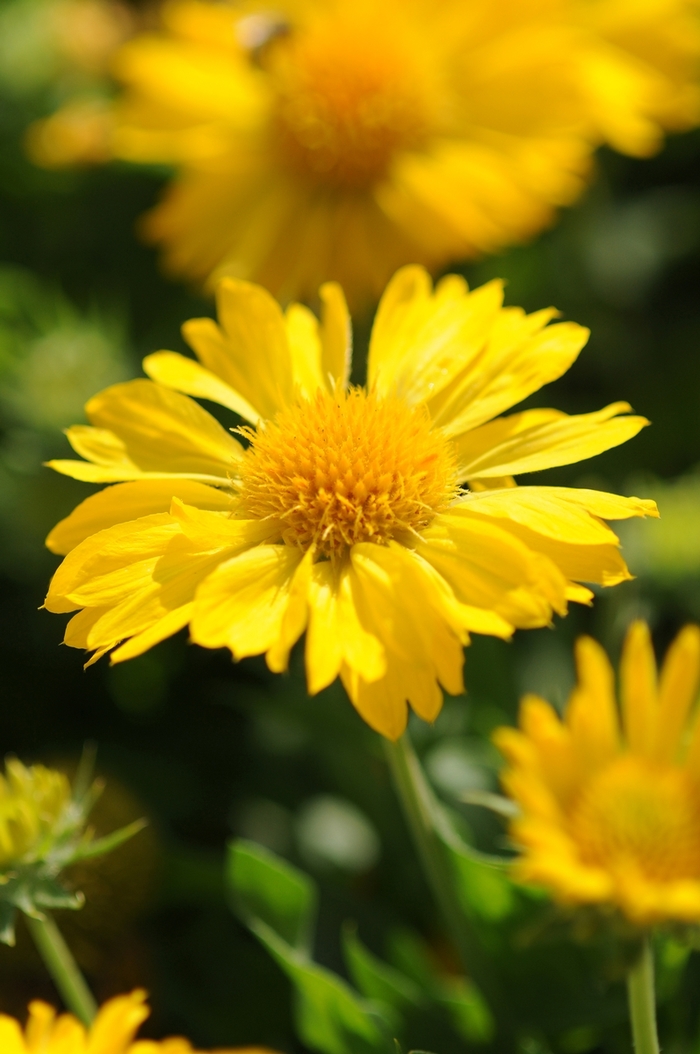 Mesa™ Yellow - Gaillardia x grandiflora (Blanket flower)