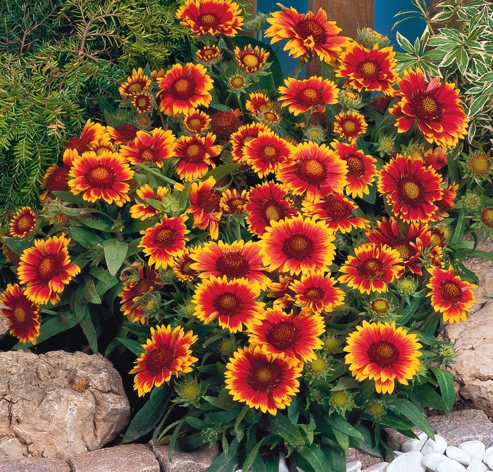 'Arizona Sun' Blanket Flower - Gaillardia 