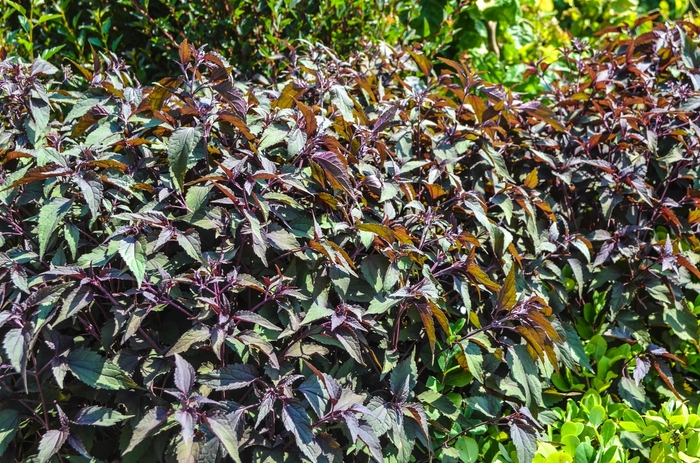 'Chocolate' Boneset - Eupatorium rugosum