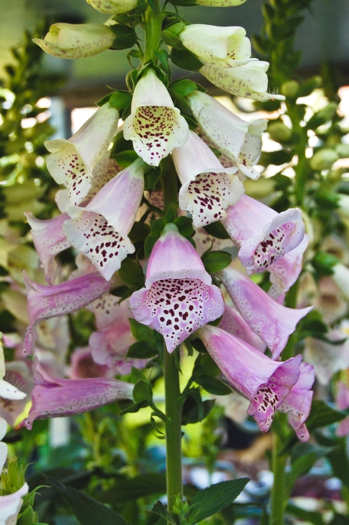 Camelot™ 'Lavender' - Digitalis purpurea (Foxglove)