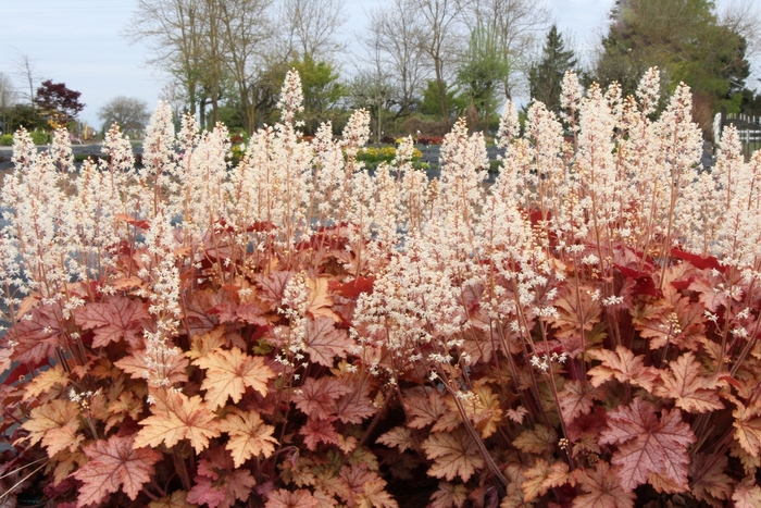 'Honey Rose' Foam Flower - Heucherella 