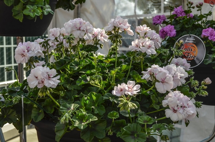 Ivy Geranium - Pelargonium peltatum