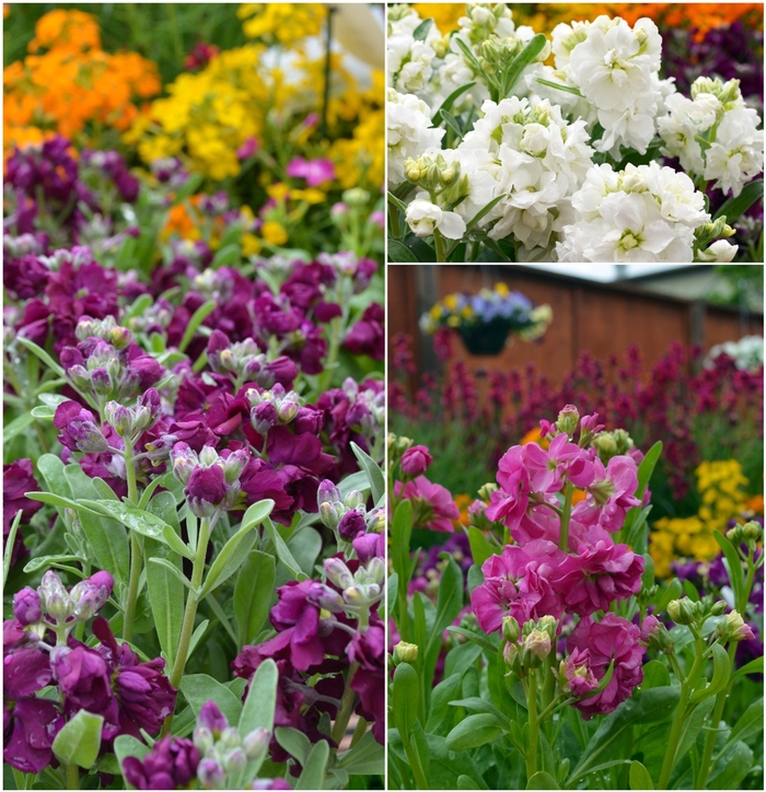 Stock, Assorted - Matthiola incana