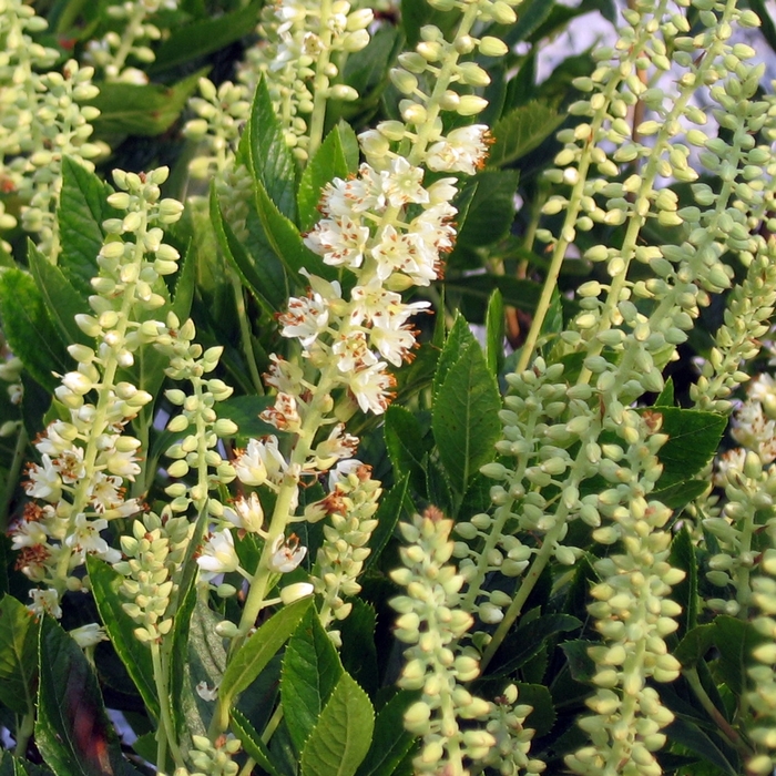 'Sixteen Candles' Summer Sweet - Clethra alnifolia