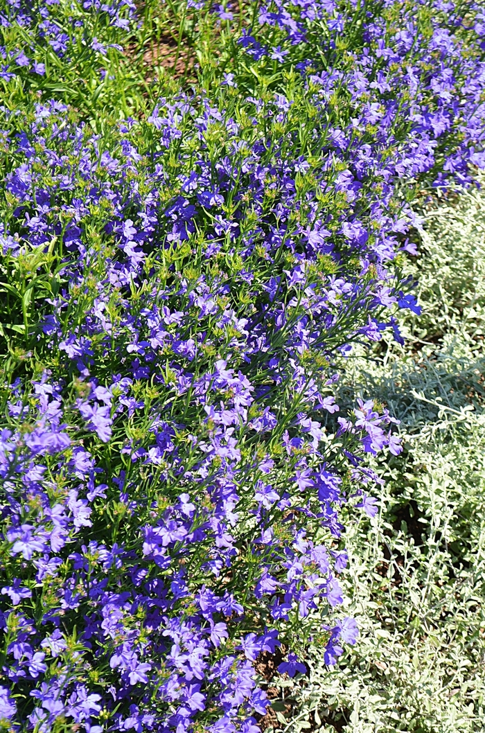 'Deep Blue Star' - Lobelia 