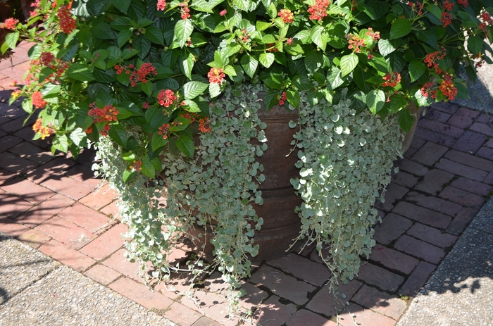 'Silver Falls™' - Dichondra argentea