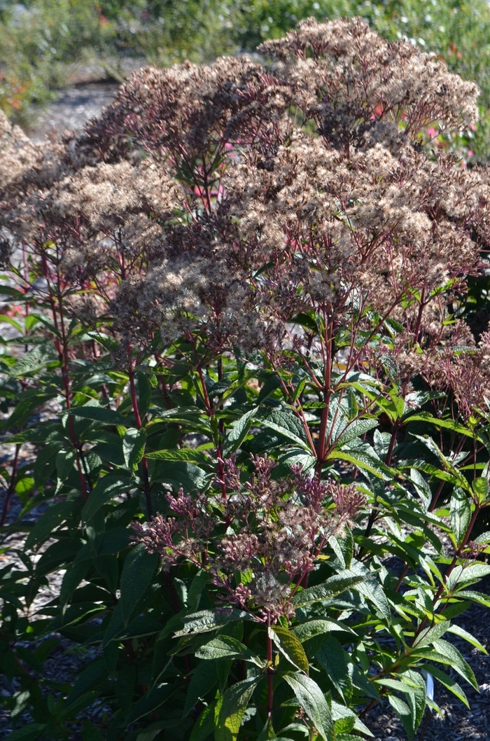 'Baby Joe' Joe Pye Weed - Eupatorium dubium