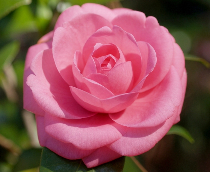 'Jerry Hill' Jerry Hill Camellia - Camellia japonica