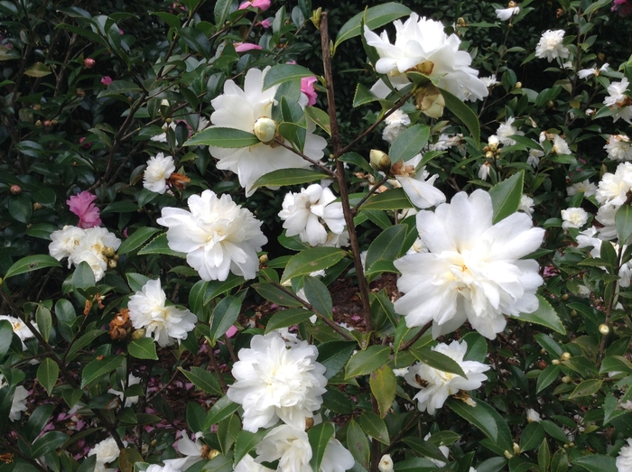 Camellia x 'Snow Flurry' | Camellia | Pots and Plants on the Pike