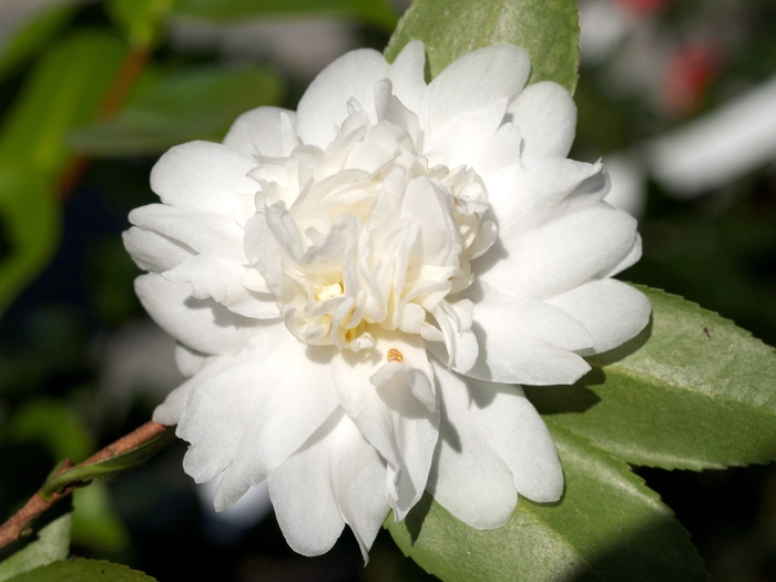 'Snow Flurry' - Camellia 