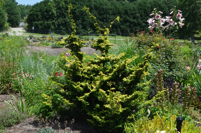 'Golden Pillar' Hinoki Falsecypress - Chamaecyparis obtusa