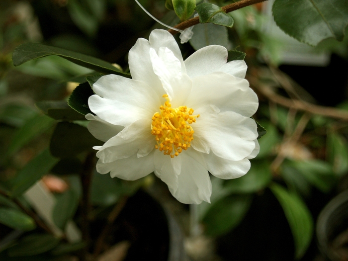 'Winter's Hope' - Camellia 