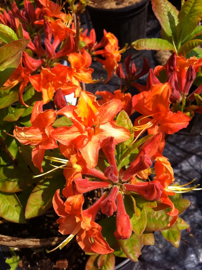 'Mandarin Lights' Azalea - Rhododendron Northern Lights hybrid