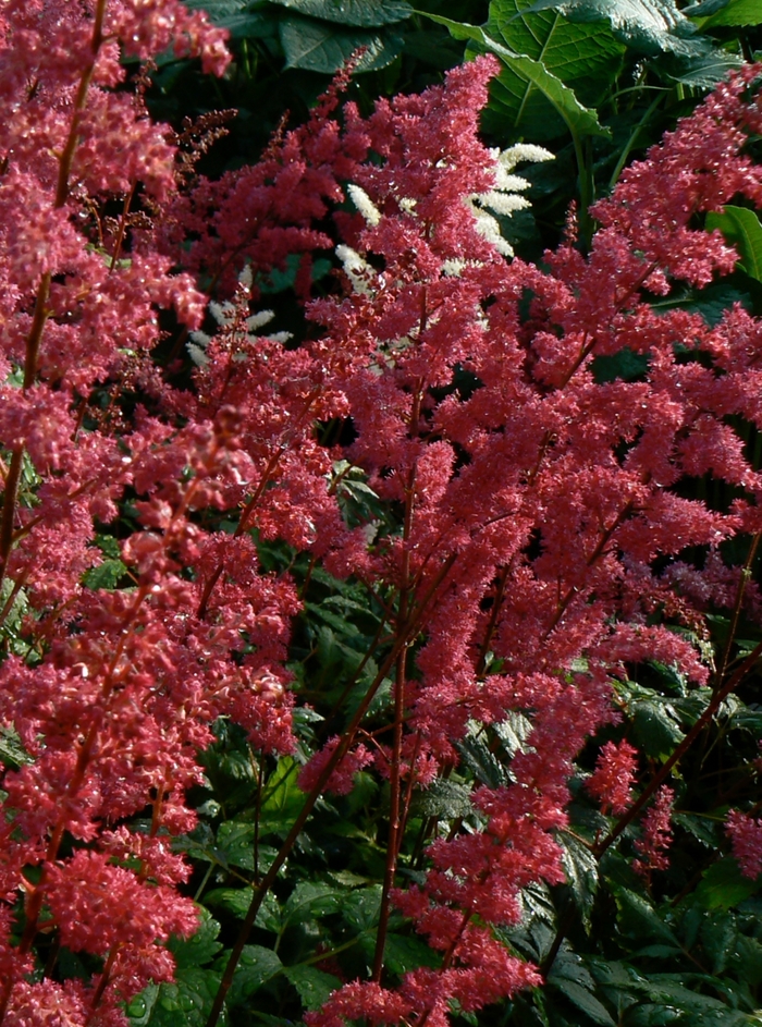 'Fanal' False Spirea - Astilbe x arendsii