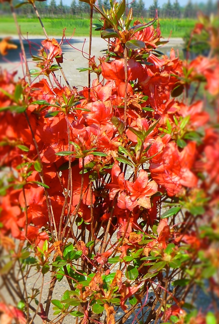 'Stewartstonian' Azalea - Rhododendron Gable hybrid