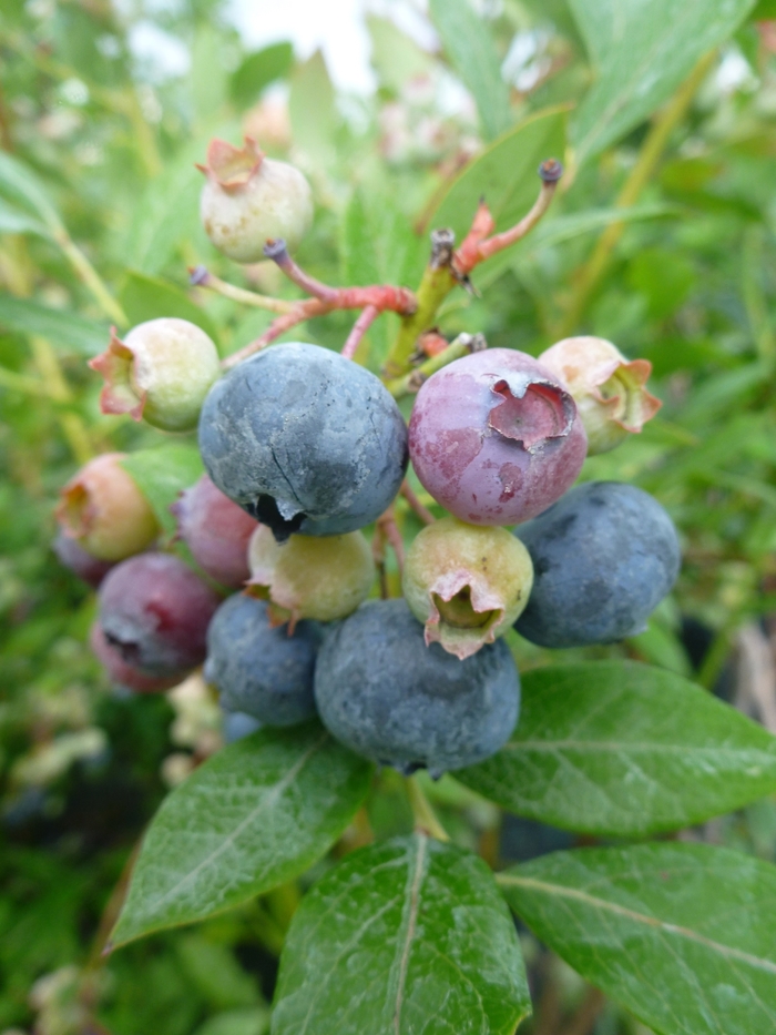 'Legacy' Blueberry - Vaccinium corymbosum