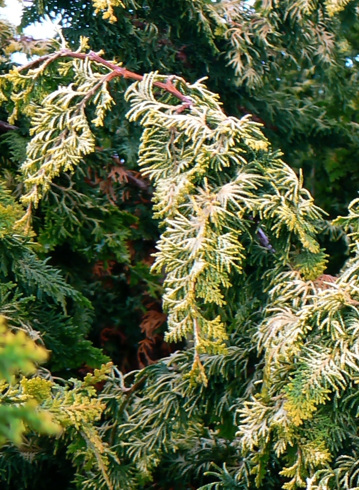 'Fernspray Gold' Hinoki Falsecypress - Chamaecyparis obtusa