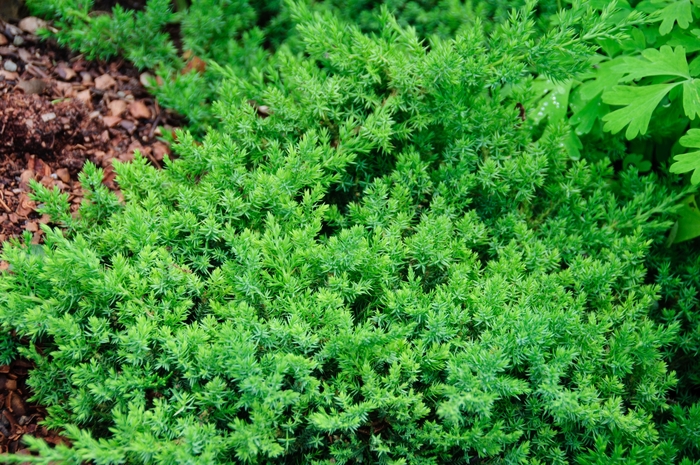 'Nana' Japanese Garden Juniper - Juniperus procumbens