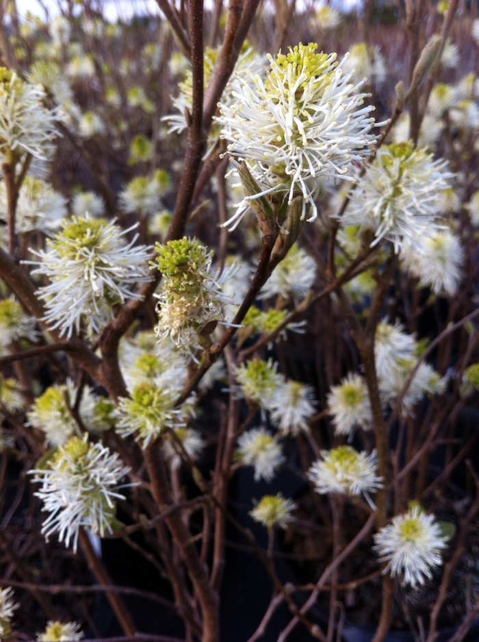 'Mount Airy' Mount Airy Fothergilla - Fothergilla major