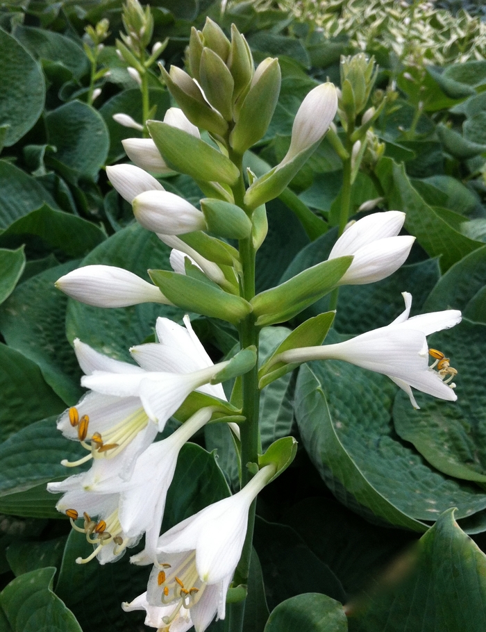 'Bressingham Blue' Hosta, Plantain Lily - Hosta 