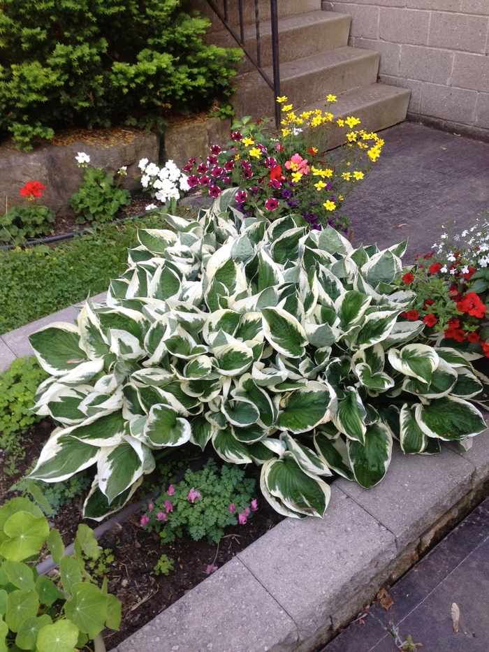 'Patriot' Hosta, Plantain Lily - Hosta 