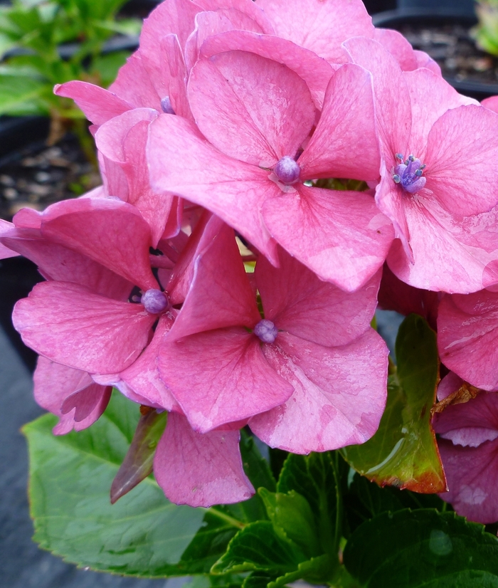 'Masja' Bigleaf Hydrangea - Hydrangea macrophylla