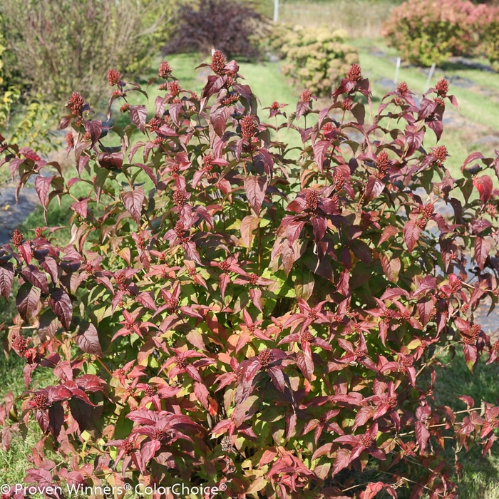 Kodiak® 'Black' - Diervilla rivularis (Bush Honeysuckle)