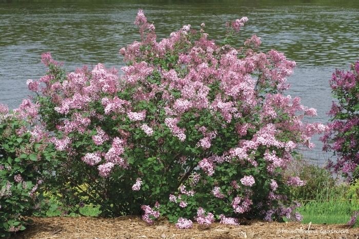 Bloomerang® 'Pink Perfume' - Syringa (Reblooming Lilac)