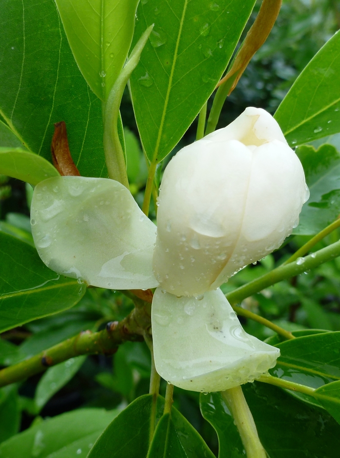 'Moonglow®' Sweetbay Magnolia - Magnolia virginiana