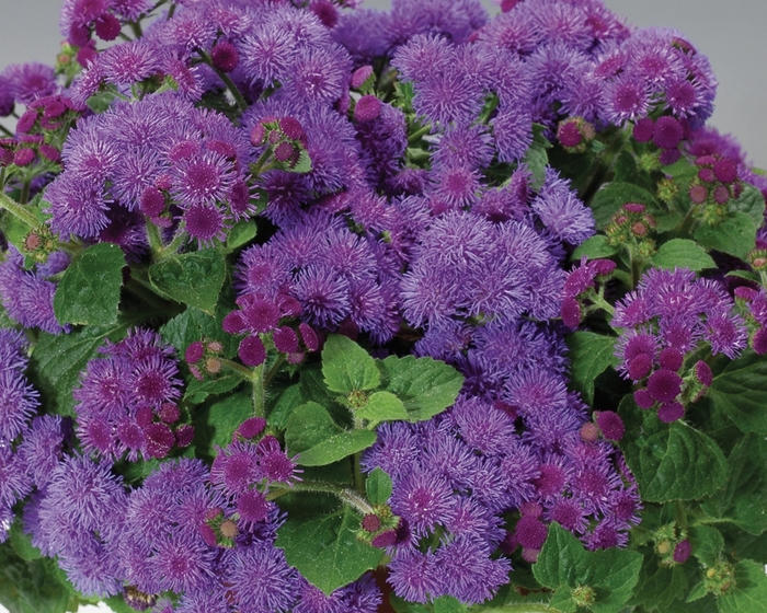 Artist® Blue - Ageratum houstonianum (Flossflower)