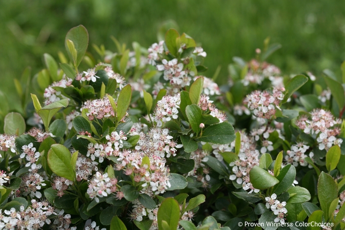 'Low Scape Mound®' Chokeberry - Aronia melanocarpa