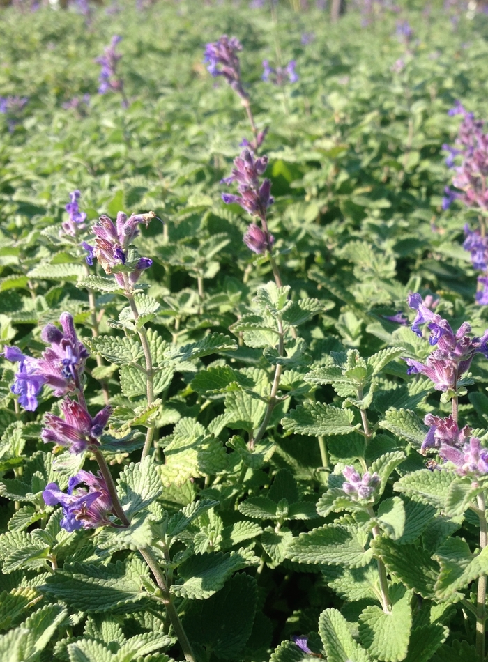 'Early Bird' Catmint - Nepeta 