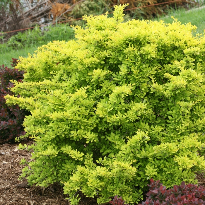 'Sunjoy Citrus®' Barberry - Berberis thunbergii