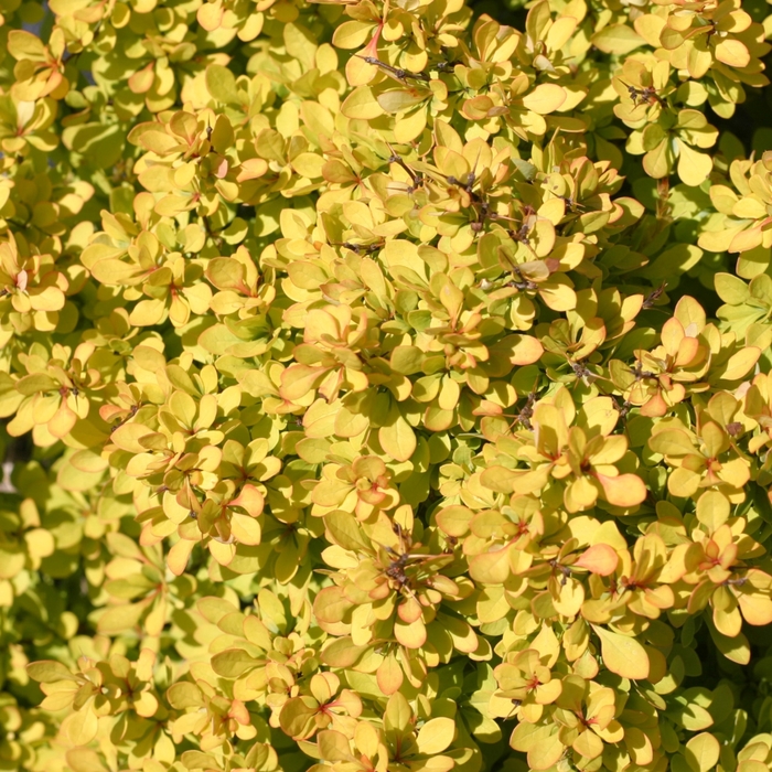 'Sunjoy Mini Saffron®' Barberry - Berberis thunbergii