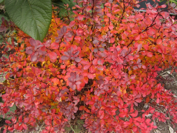 'Sunjoy Mini Salsa®' Barberry - Berberis thunbergii