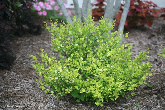 'Cesky Gold®' Dwarf Birch - Betula x plettkei