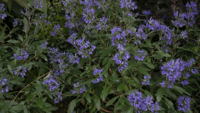 'Beyond Midnight®' Bluebeard - Caryopteris x clandonensis