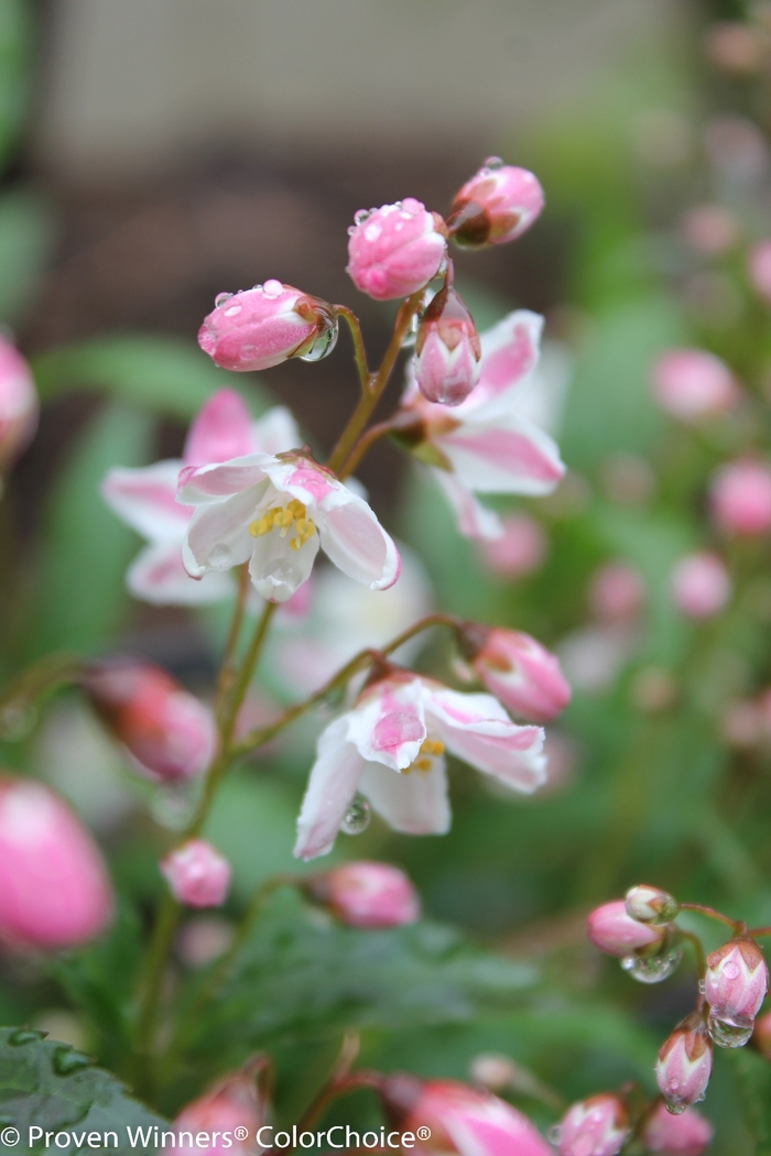 Yuki Cherry Blossom® - Deutzia 