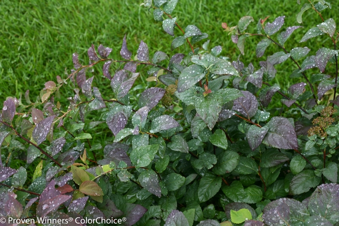 Double Play® 'Blue Kazoo®' - Spiraea media (Spirea)