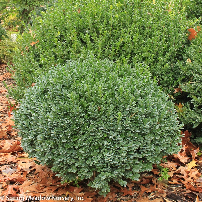 Buxus sinica 'Nana' | Insularis Boxwood | Pots and Plants on the Pike