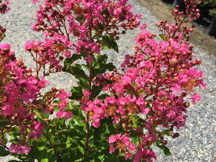 Lagerstroemia 'Miami' | Miami Crape Myrtle | Pots and Plants on the Pike