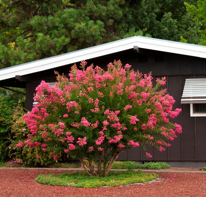 Lagerstroemia indica x fauriei 'Hopi' | Hopi Crape Myrtle | Pots and ...