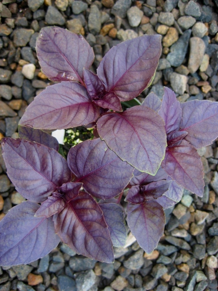 Ocimum basilicum 'Red Ruby' | Red Ruby Basil | Pots and Plants on the Pike