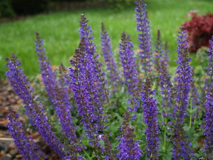 Salvia nemorosa 'Blue Marvel' | Sage | Pots and Plants on the Pike